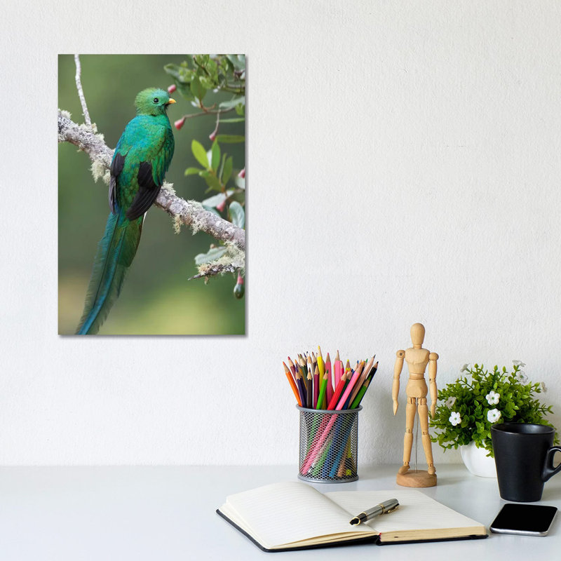 Resplendent Quetzal Male, Costa Rica II by Tim Fitzharris - Wrapped Canvas Print, 20.32 cm H x 30.48 cm W
