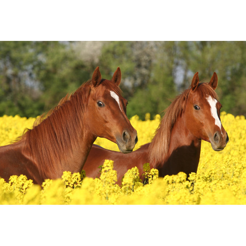 Two sorrel horses 1 Piece Wrapped Canvas Wall Art, 20cm H x 30cm W