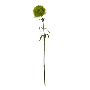 Dianthus Stem