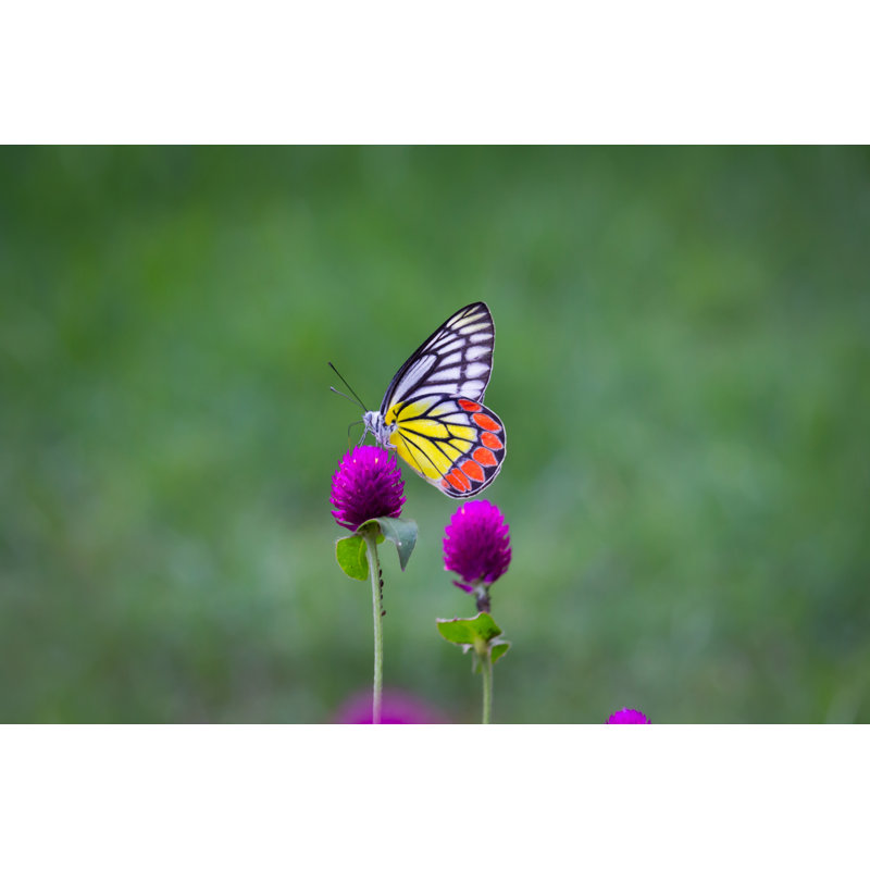 Photographie de papillon sur toile Jezebel, H 12 po x l 18 po