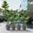 Kozyard 4Packs Round Planter Indoor Outdoor Plant Pots with Tray Collecting Water for Porch Patio Backyard-1555694733-1555694728