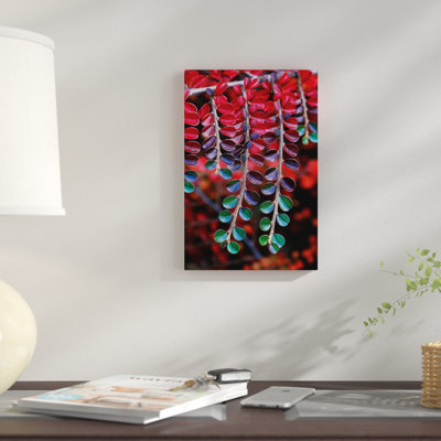 " Cotoneaster Branches In Zoom, Multnomah County, Oregon, USA " by Steve Terrill