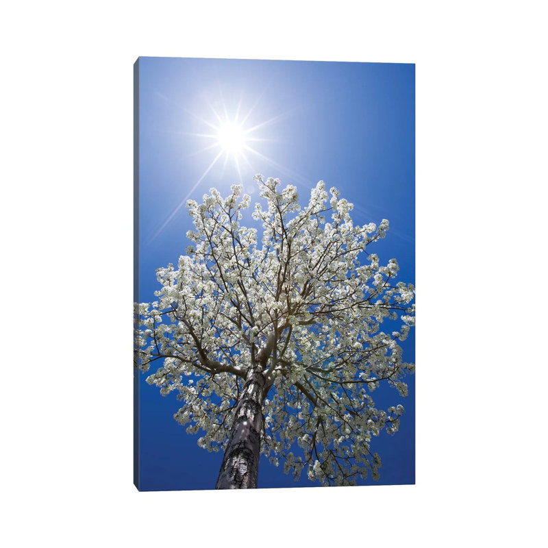 Usa, California, Bishop. Flowering Pear Tree. by Jaynes Gallery - Wrapped Canvas Print, 66.04 cm H x 45.72 cm W