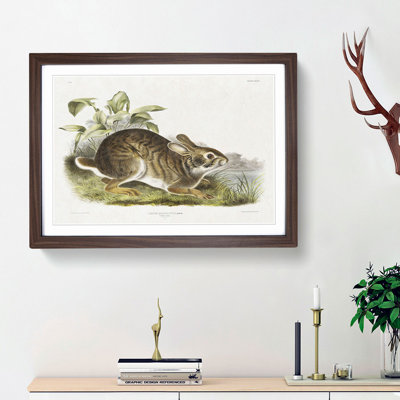 Swamp Hare by J.W. Audubon - Picture Frame Art Prints