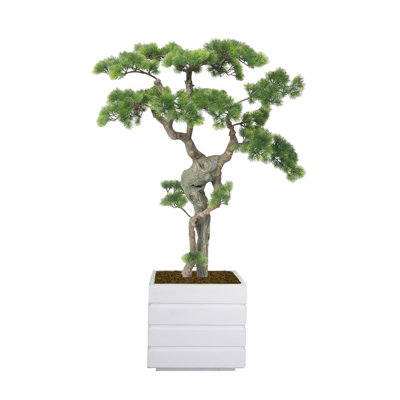 Bonsaï beauté 50 po H