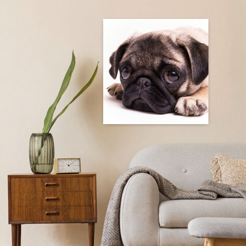 «Sad Sack Pug», art contemporain pour chien, H 24 po x l 24 po