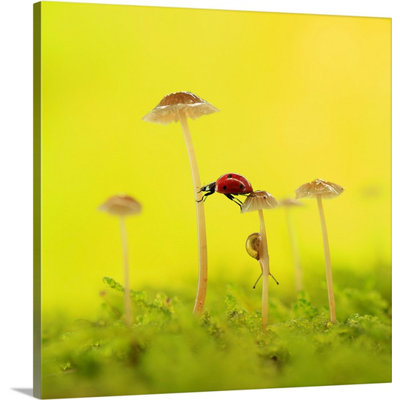 1x Wrapped Canvas Photograph
