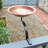 Hammered Solid Copper Birdbath with Rail Mount Bracket