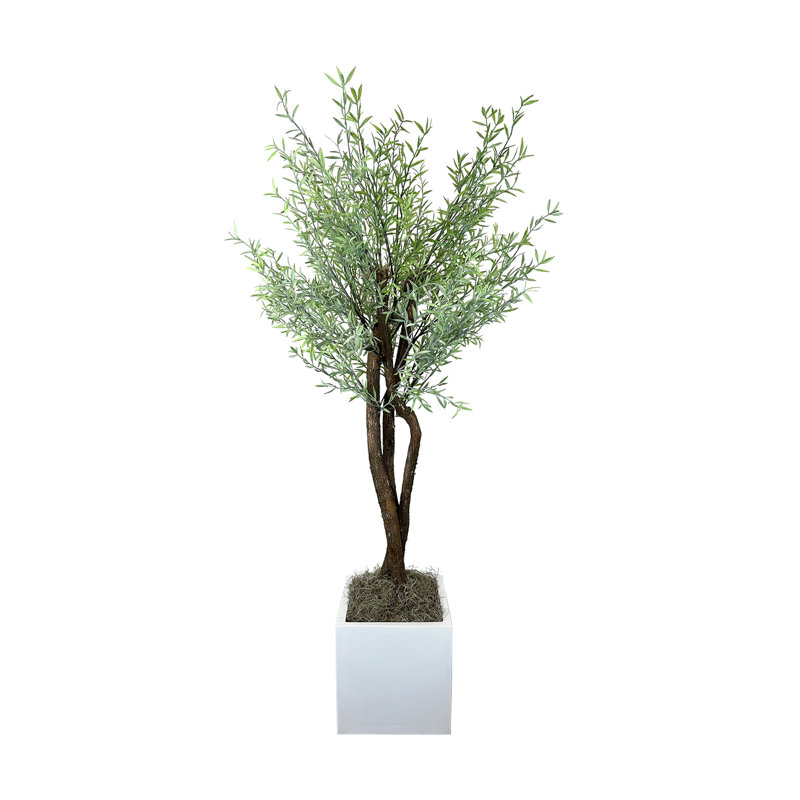 Green Myrtle Tree in White Pot