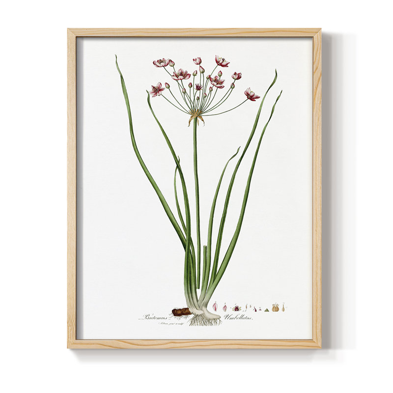Rose Botanical II, reproduction encadrée - bois massif, Naturel, H 11 po x l 9 po