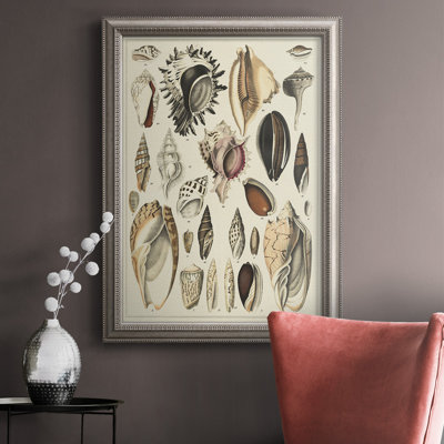" Seashell Display "