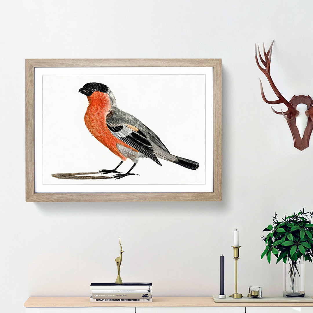 A Bullfinch by Johan Teyler - Framed Print