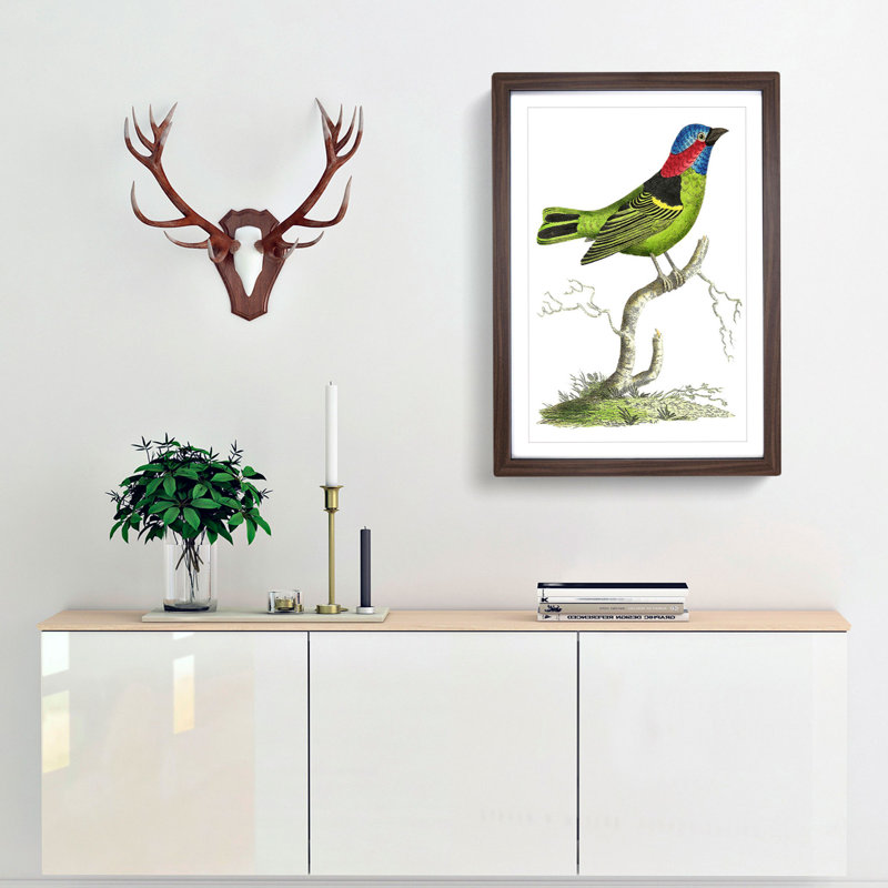 Collared Tanager Bird by George Shaw - Picture Frame Painting Print, 36cm H x 27cm W x 2cm D, Walnut Framed