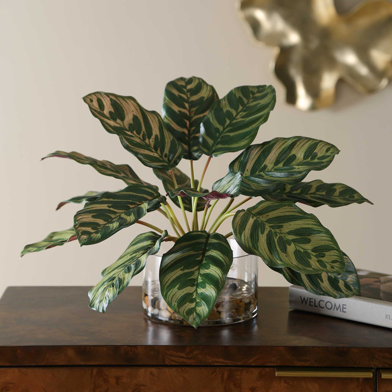Plante de paon en accent