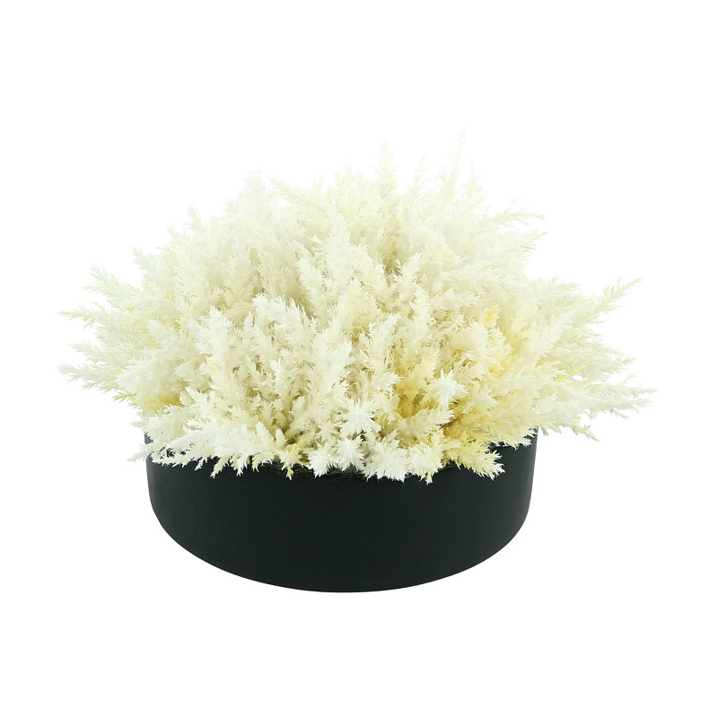 Pampas Arrangement in Planter