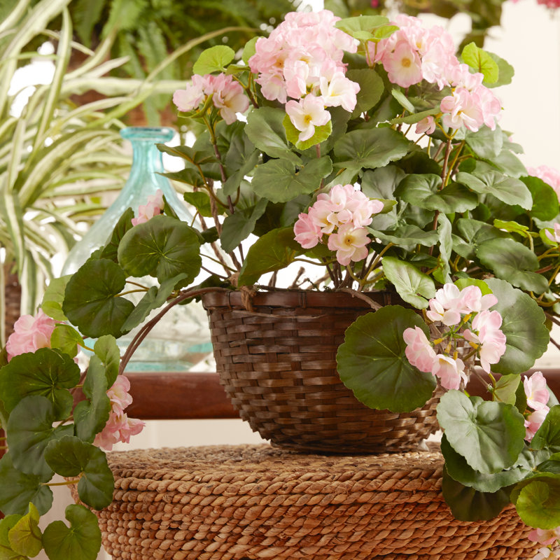 Geranium Hanging Basket Arrangement in Basket