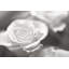 Rose Studies IV by James McLoughlin - Print on Canvas-378420255-320335469