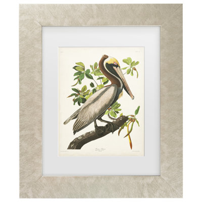 Canvas Art " Brown Pelican " by John James Audubon Painting Print
