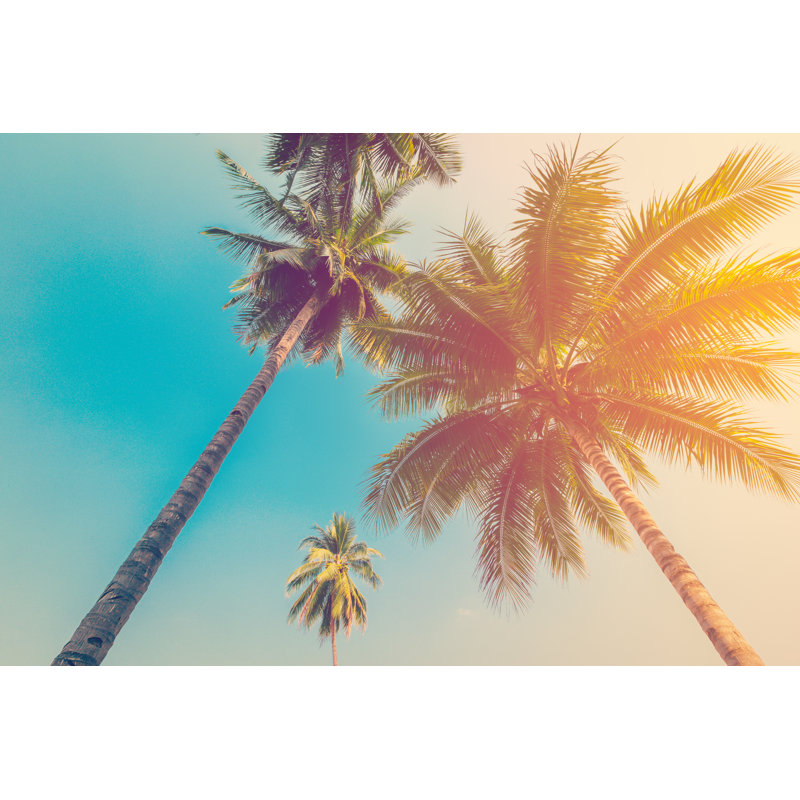 Coconut Palm Tree - Wrapped Canvas Print, 30cm H x 46cm W