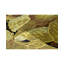 Windsom Floral Area Rug