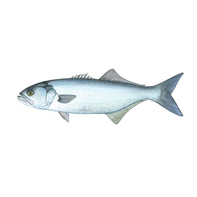 " Blue Fish " by Damon Crook