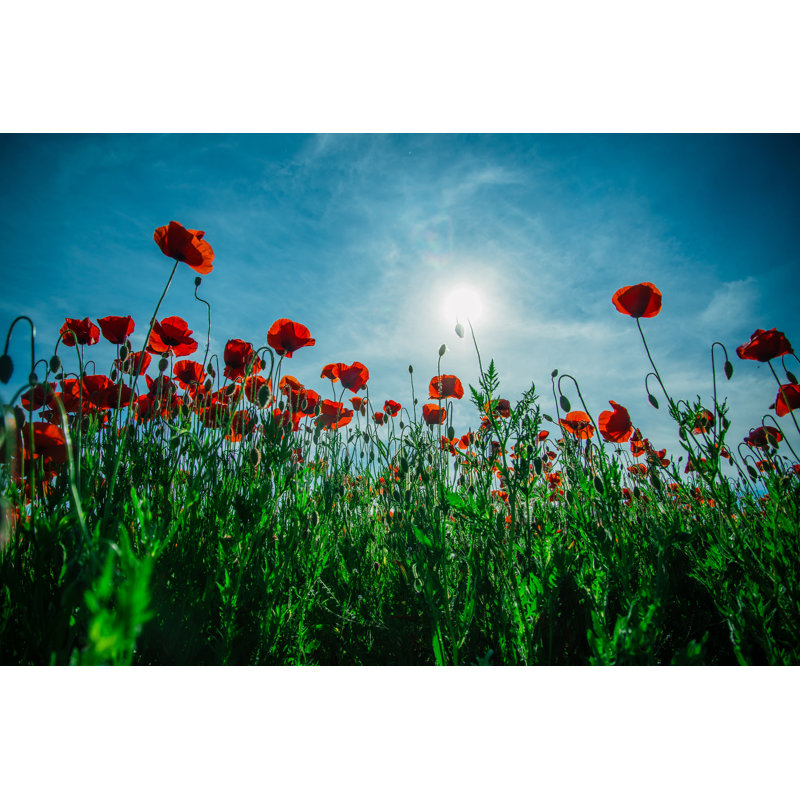 Red Poppy Field by Hannatverdokhlib - Wrapped Canvas Print, 30cm H x 46cm W
