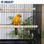 Cage à oiseau Mae
