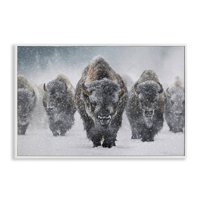 Indomitable Bison in Snow White Framed Giclee Art by Mark Kelso