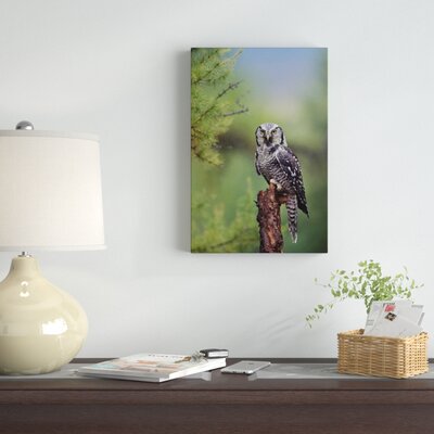 Bless international Northern Hawk Owl Perching On Canvas Print | Wayfair