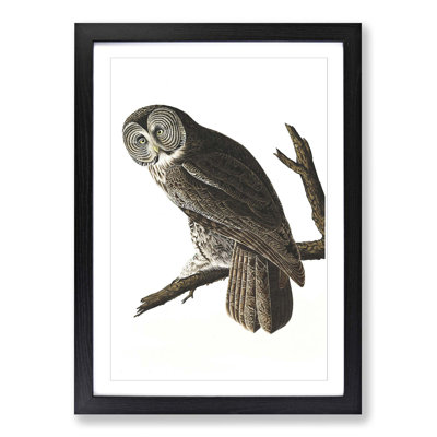 John Audubon - Single Picture Frame Print
