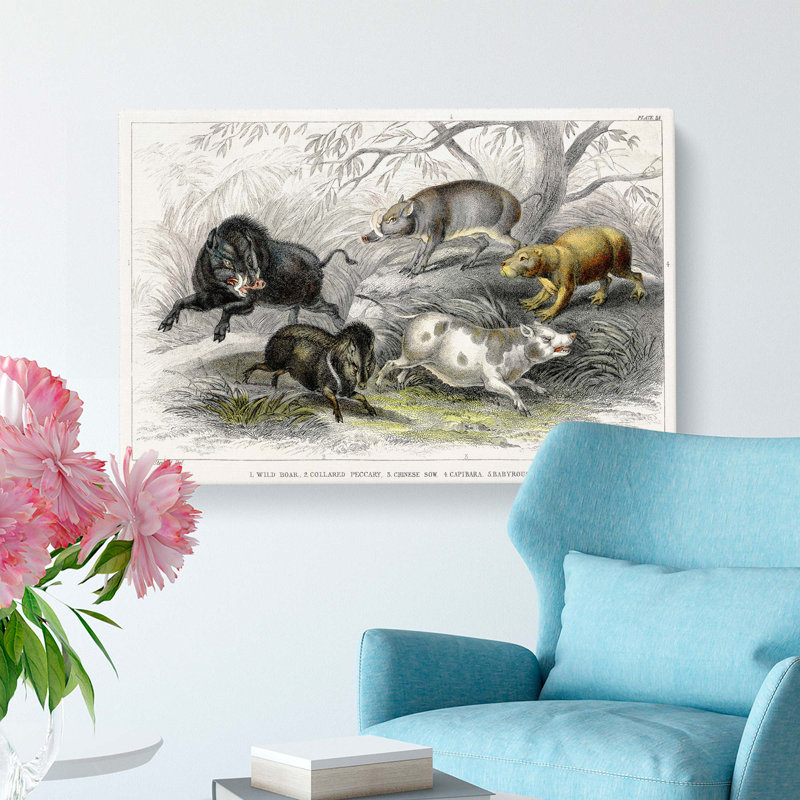 Wild Pig Illustration by Oliver Goldsmith - Wrapped Canvas, 40cm H x 60cm W x 3cm D