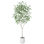 Anasta Ficus Tree in Pot