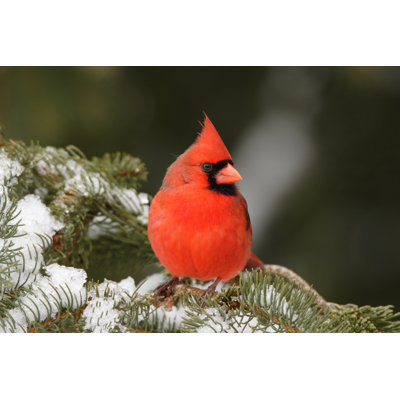 Cardinal 7 - Photographie sur toile tendue