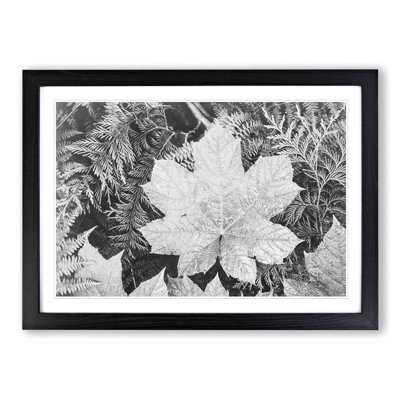 Ansel Adams - Single Picture Frame Print