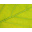 Autumn Leaf Print by Philippe Monthoux-65796419-65796421