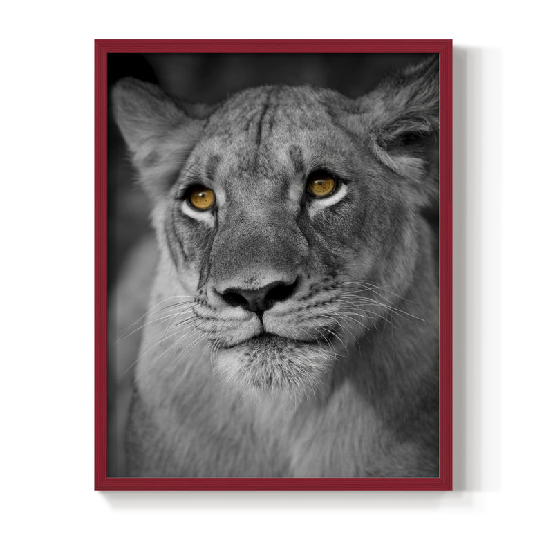Portrait de lionne, reproduction encadrée - bois massif, H 15 po x l 12 po, Rouge