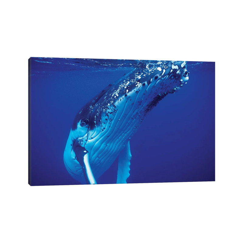 Humpback Whale, Tonga Islands, South Pacific by VWPics - Wrapped Canvas Gallery-Wrapped Canvas Giclée