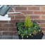 Brambly Cottage Sprinkler Watering Can 4 litre -730072068