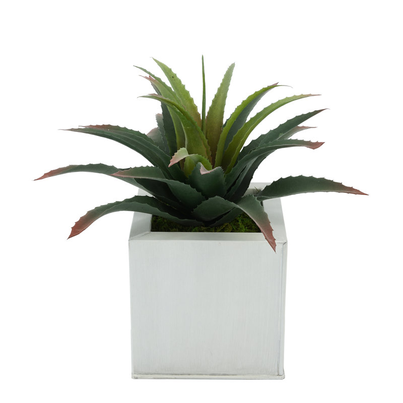 Plante grasse artificielle 7 po en pot, Crème