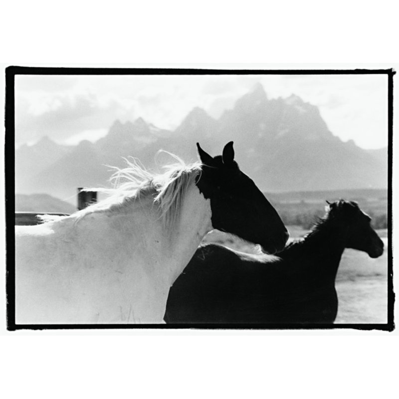 Letting Go Print by Raab, Amy, 30'' H x 45'' W, Walnut Single Picture Framed
