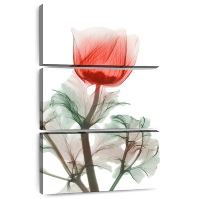 Harnek Lonely Poinciana Anemone