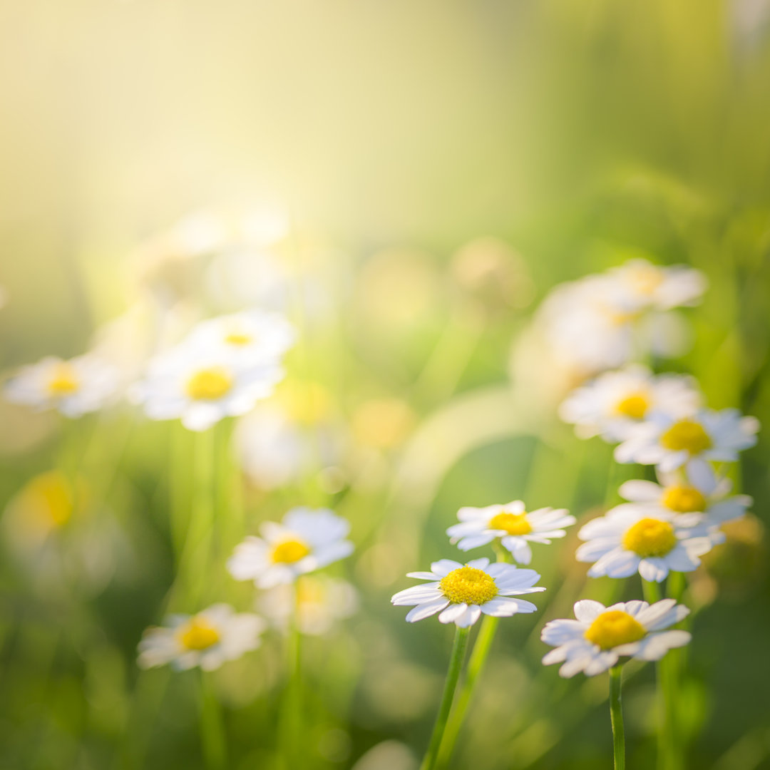 Schöne Wiese mit Gänseblümchen