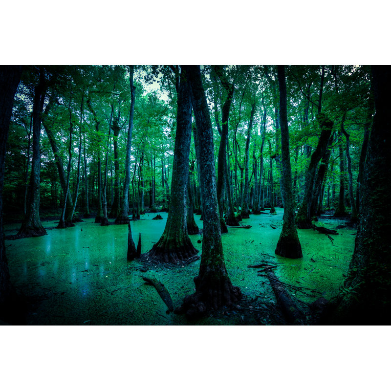 Spooky Swamps by Zodebala - Wrapped Canvas Print, 30cm H x 46cm W x 3.8cm D