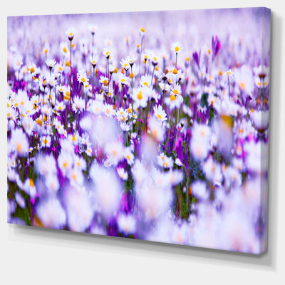 " Daisy Field Photography Panorama "