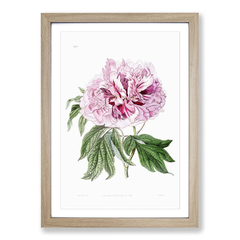 Pink Tree Peony Flower - Picture Frame Painting Print, 65cm H x 48cm W x 2cm D, Oak Framed