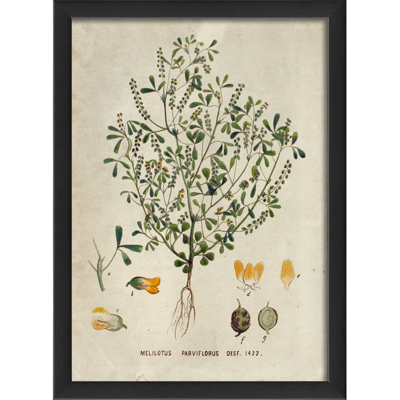 « botanique melilotus parviflorus », impression encadrée