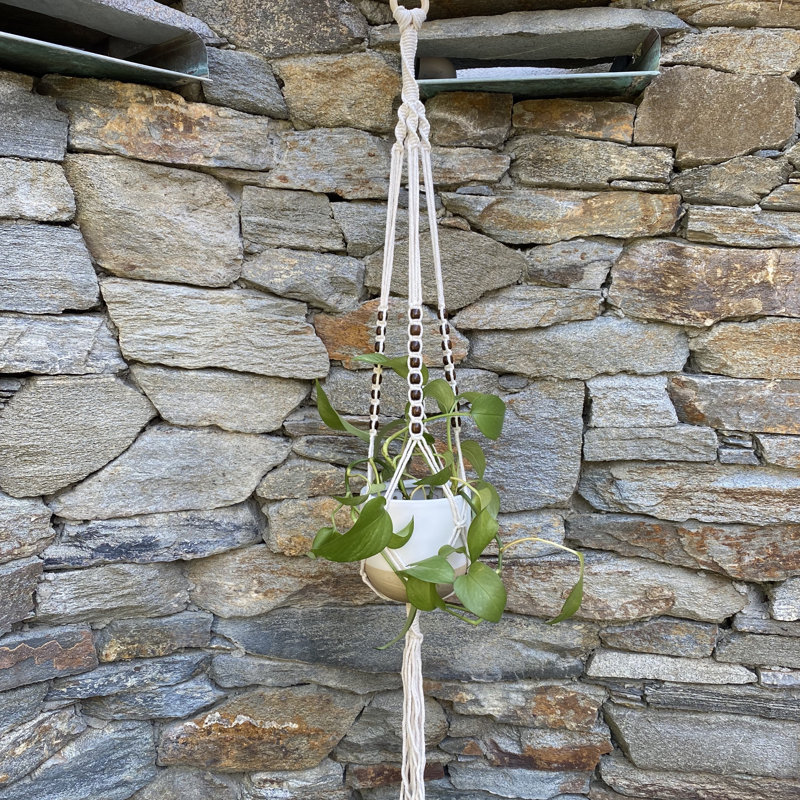Danberry Cotton Plant Hanger