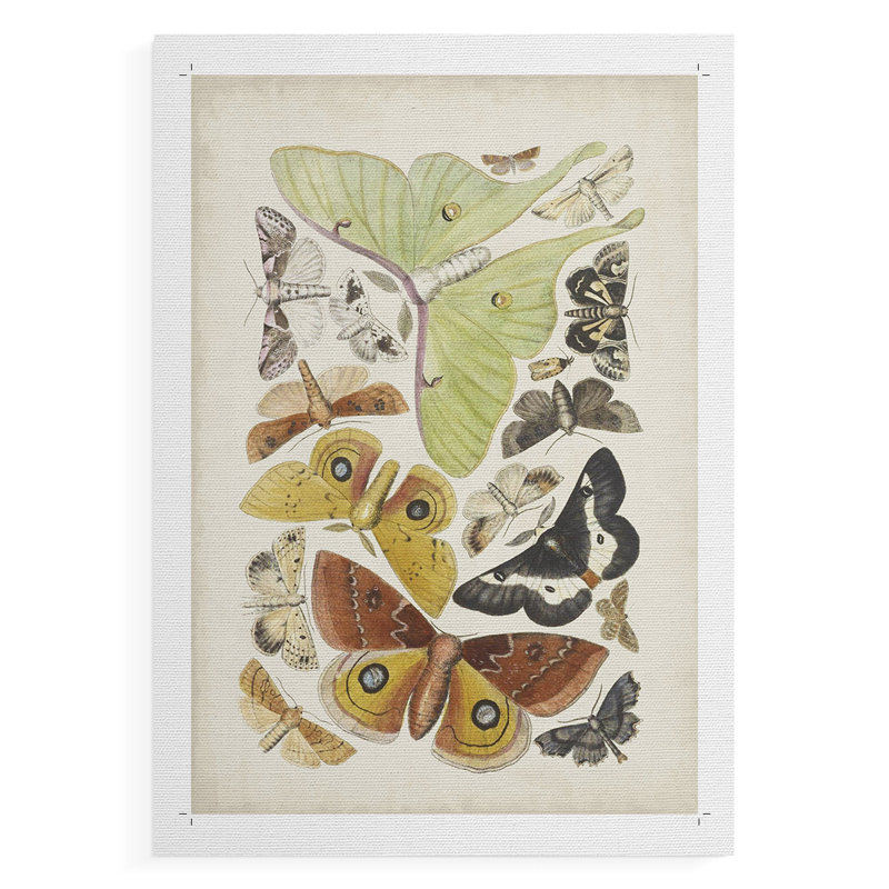 Papillons antiques I - impression sur toile seulement - non encadrée, H 48 po x l 32 po