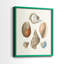 Knorr Shells & Coral I-Premium, reproduction encadrée prête à accrocher - aucun clou requis - aucun clou requis-1664351706-1664351700
