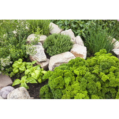 Fresh Herbs in the Garden by Michael1959